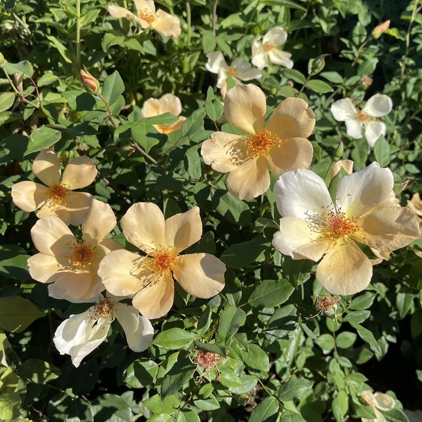 Perennial's grown in the Pittsworth Region