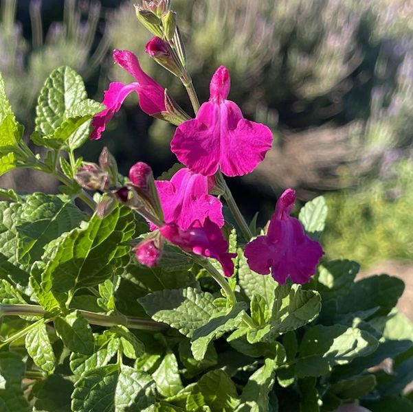 Salvia