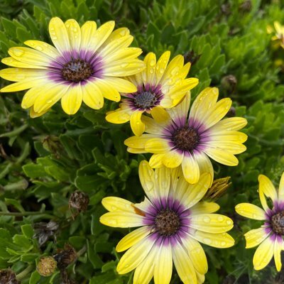 Osteospermum Blue Eyed Beauty