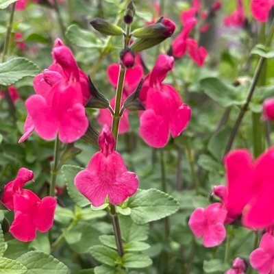 Salvia microphylla 'Margaret Arnold'