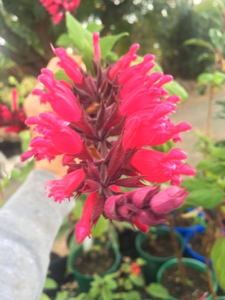 Salvia involucrata 'Mt Sampson Special'