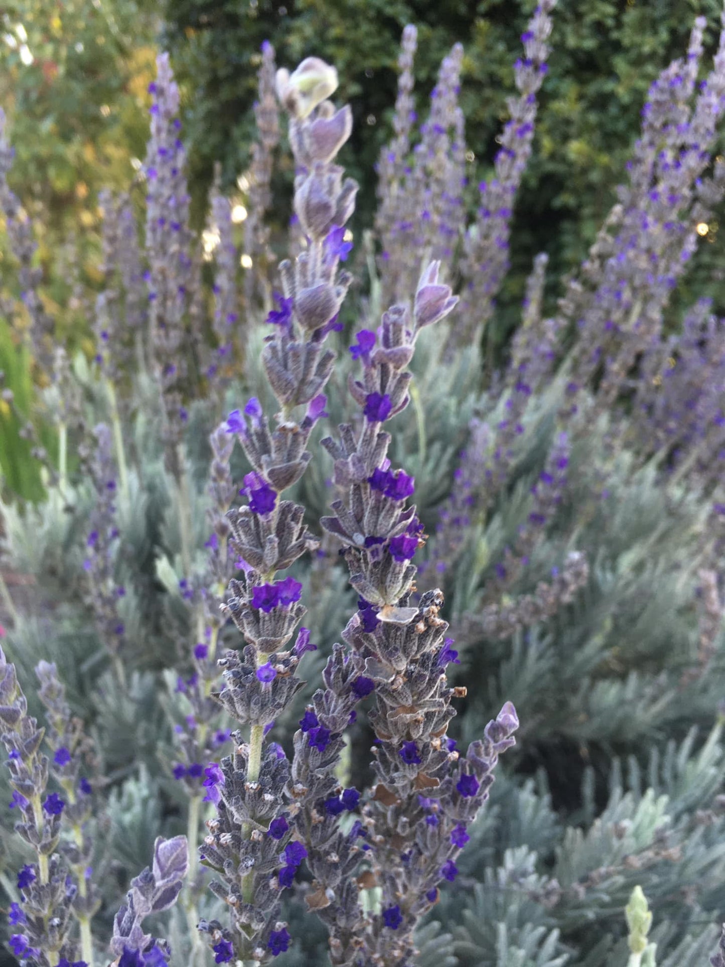 Lavandula 'Derwent Grey'