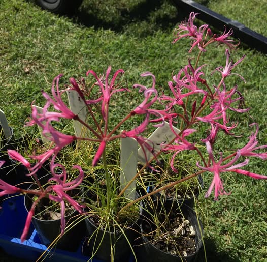 Nerine filifolia