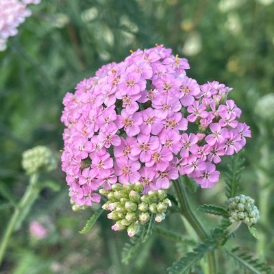 Perennials