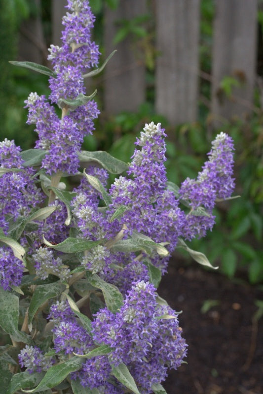 Buddleja's