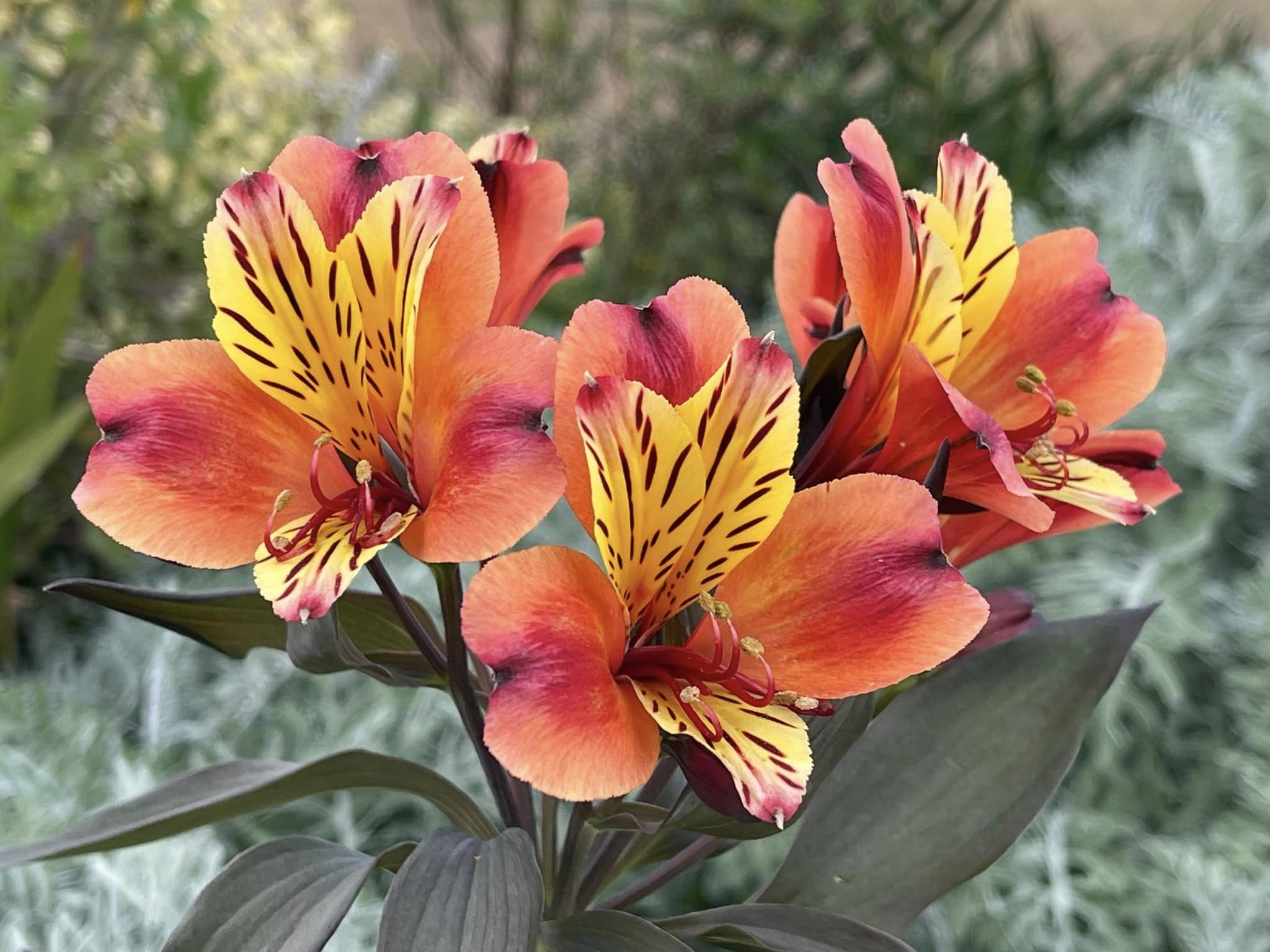 Alstromeria