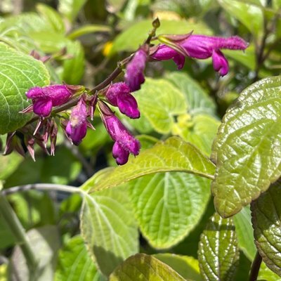 Salvia chiapensis