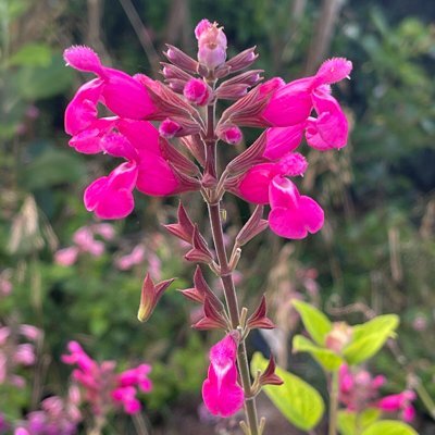 Salvia involucrata x microphylla 'Joan'