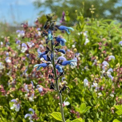 Salvia bullulata