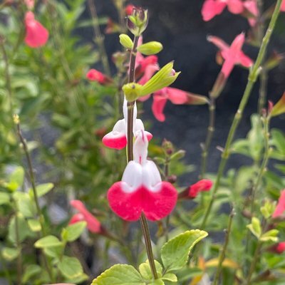 Salvia microphylla 'Hot Lips'
