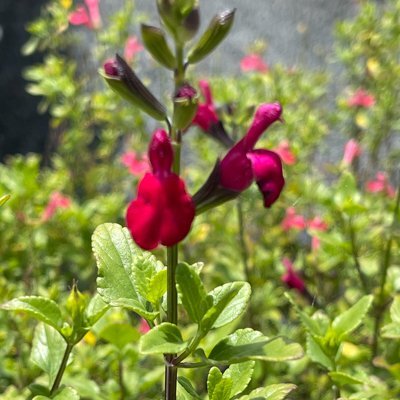 Salvia microphylla 'Killer Cranberry'