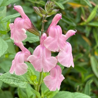 Salvia microphylla 'Matilda'