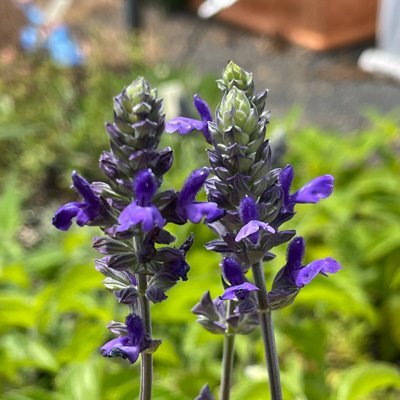 Salvia 'Mystic Spires'