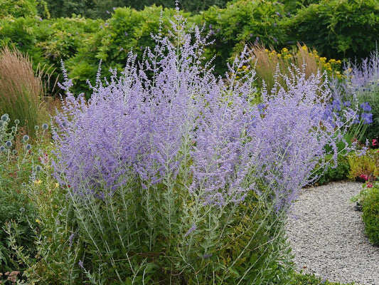 Salvia yangii Russian Sage