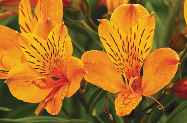 Alstroemeria 'Yellow King'