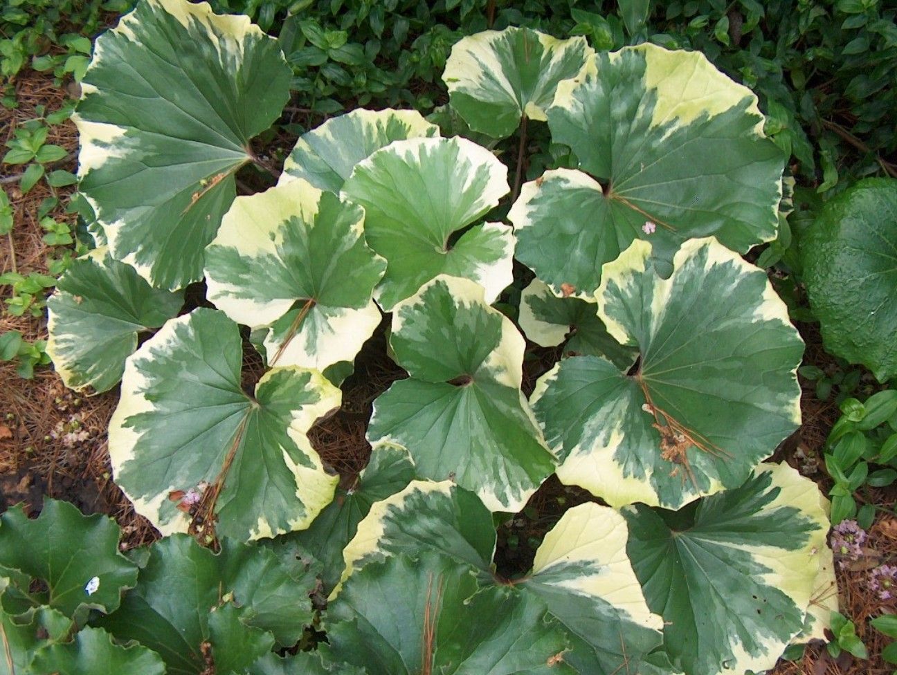 Farfugium japonicum 'Argenteum'