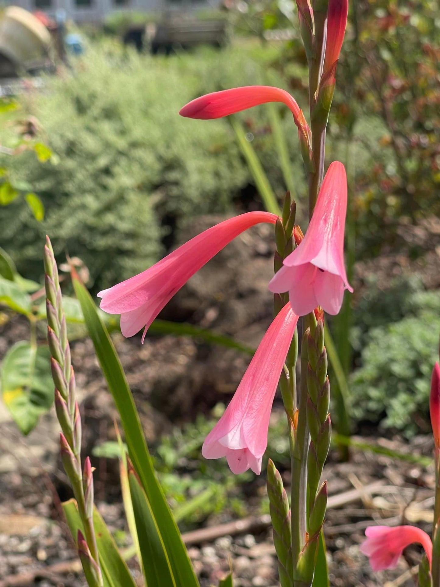 Watsonia aletroides 'Wedding Bells'