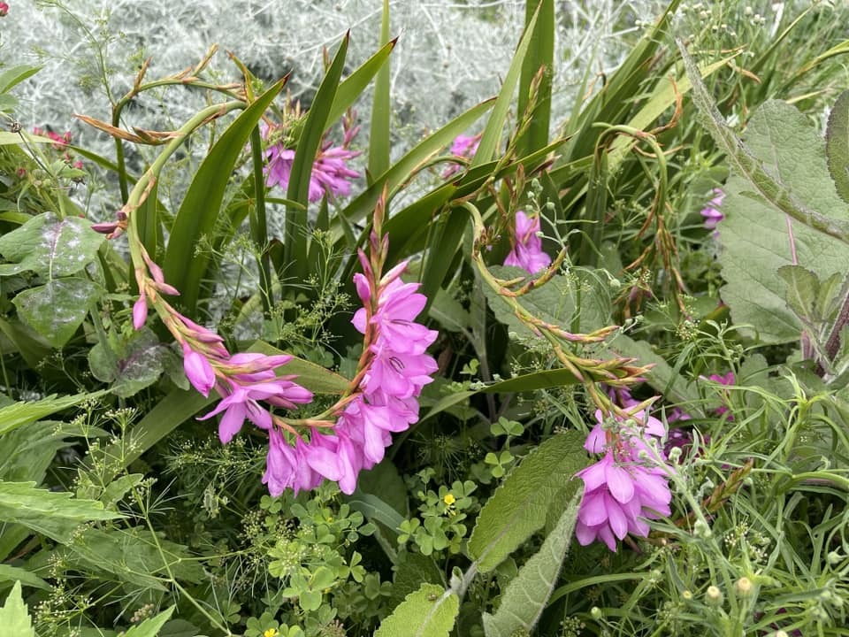 Watsonia rosea 'Curly Sue'