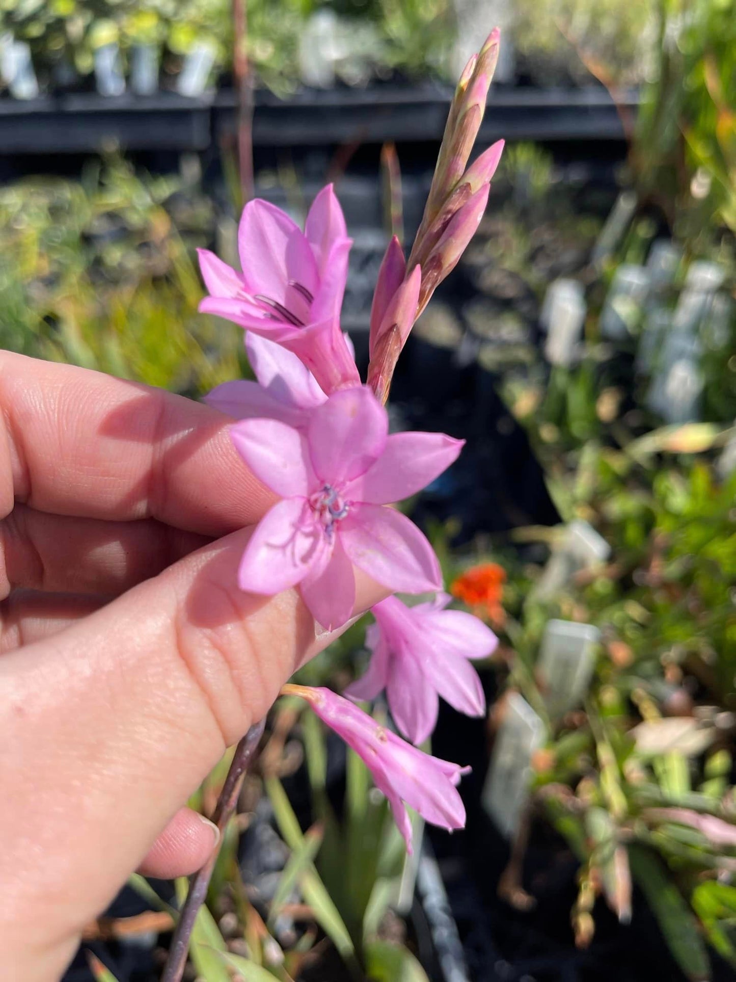 Watsonia laccata