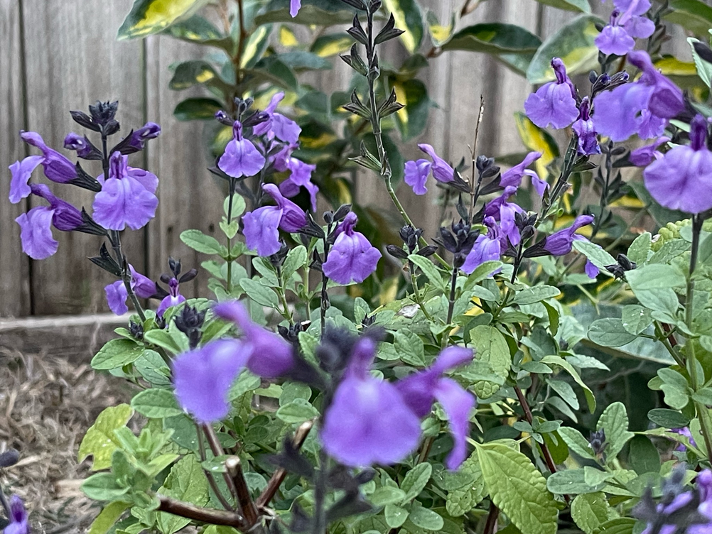 Salvia microphylla 'Mesa Azurea'