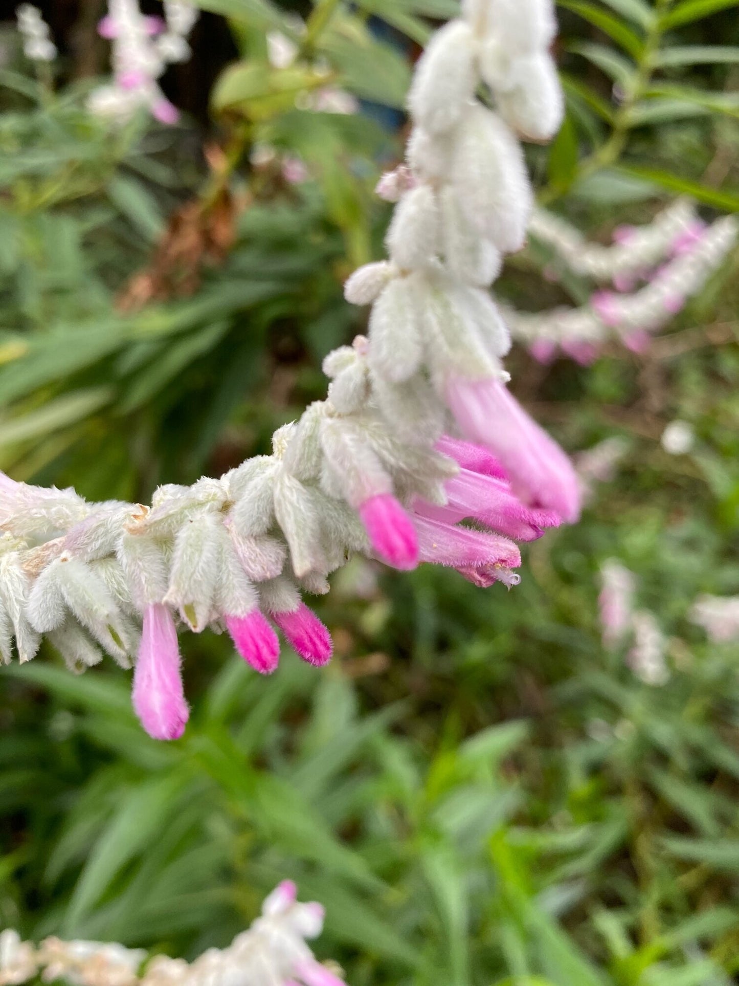 Salvia leucantha Velour Pink