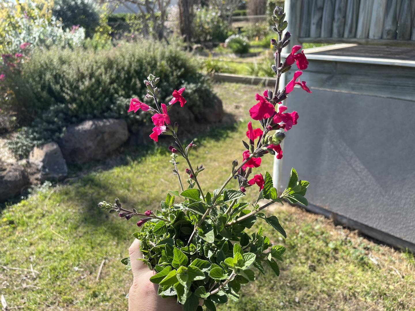Salvia microphylla 'Crimson Belle'