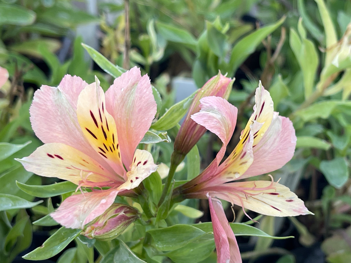 Alstroemeria 'Inca Ice'