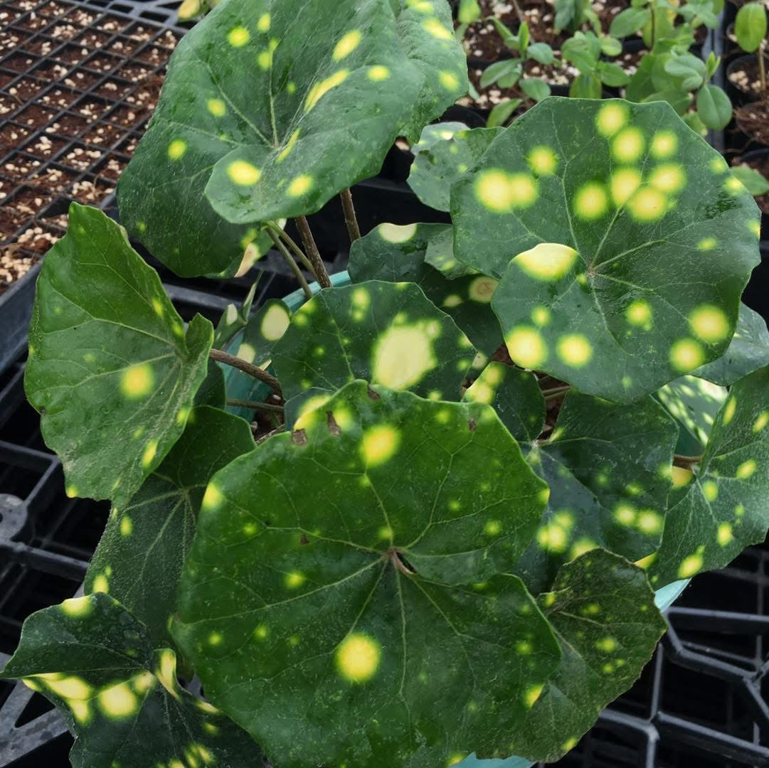 Farfugium japonicum 'Aureomaculatum'