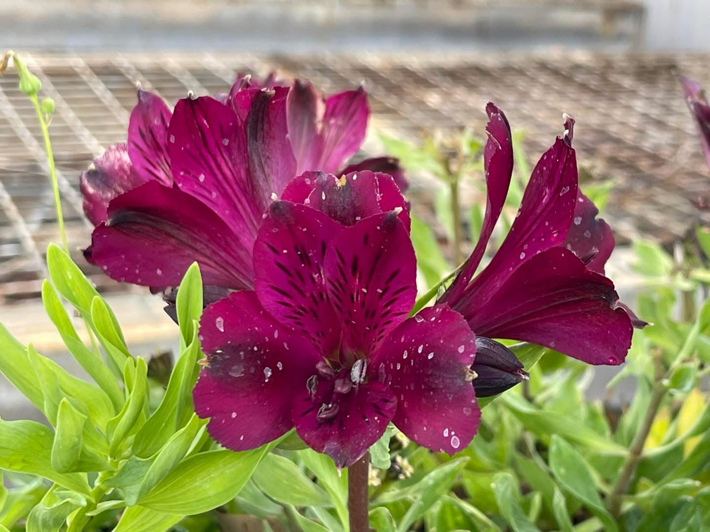 Alstroemeria 'Incticancha Dark Purple'