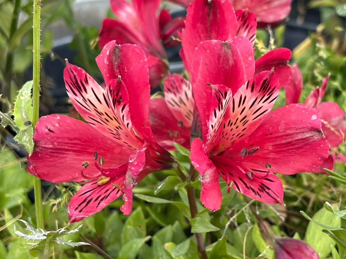 Alstroemeria 'Inca Lolly'