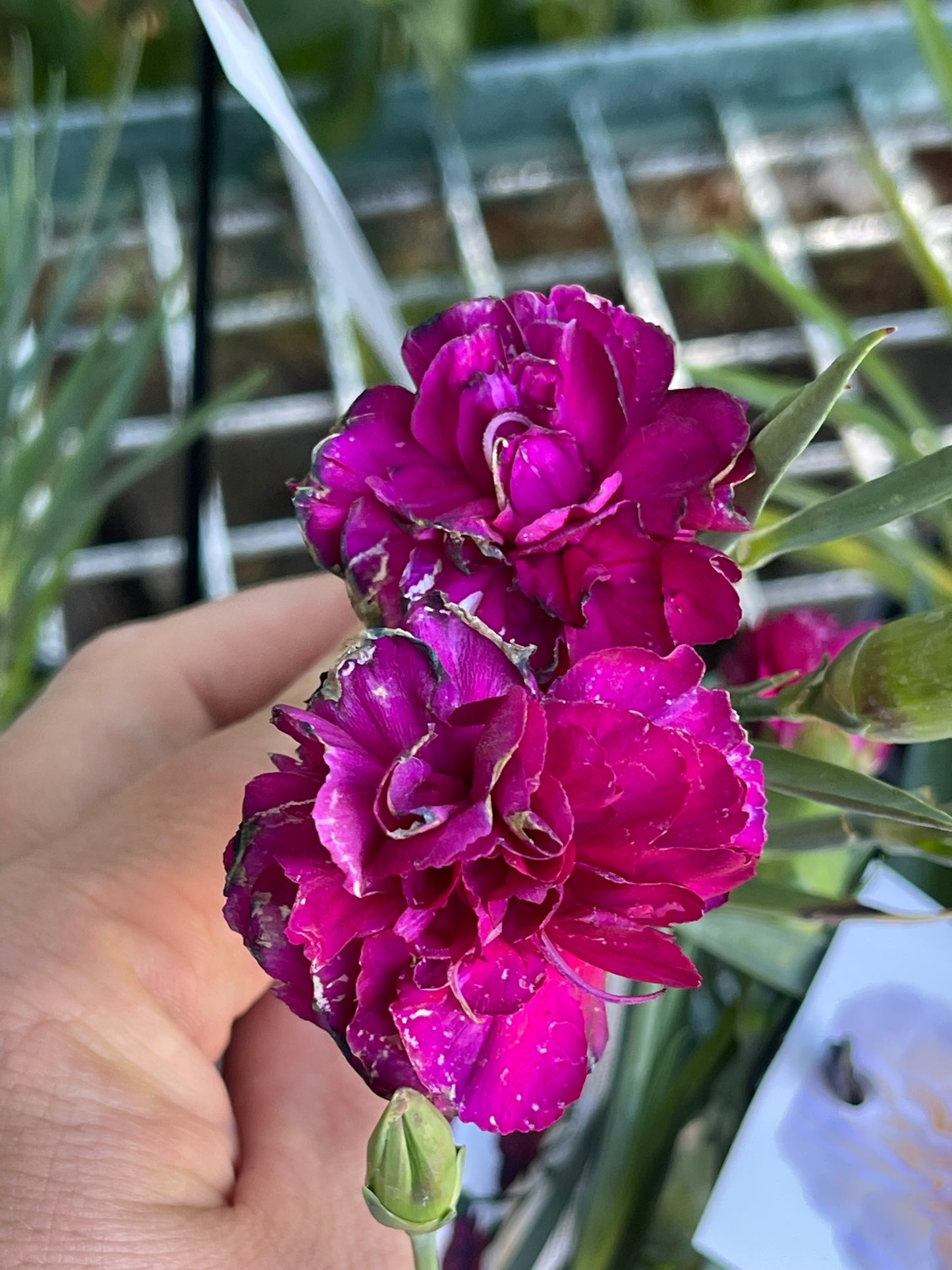 Carnation (Dianthus) 'Vega' Cut Flower