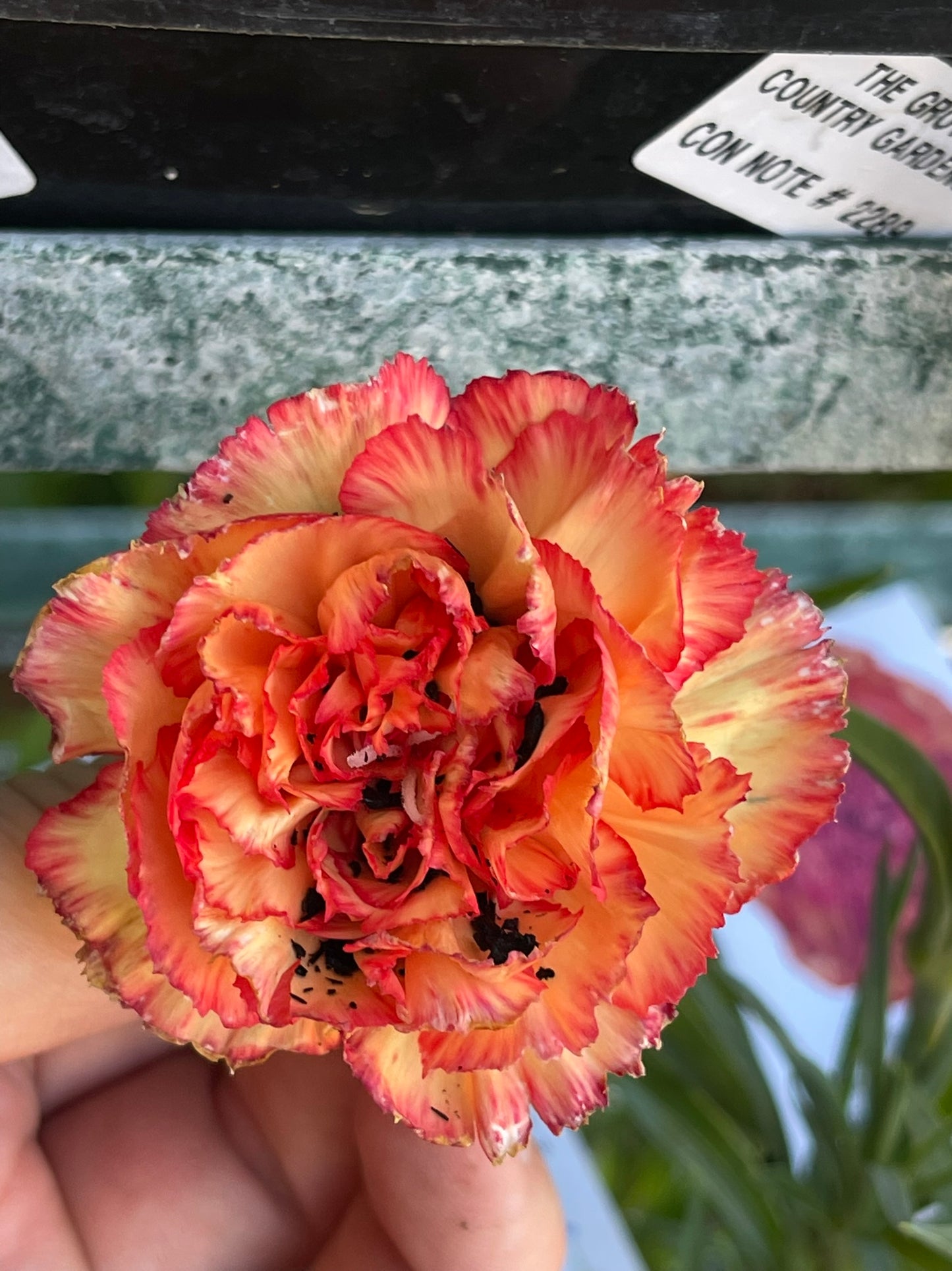 Carnation (Dianthus) 'Deigo' Cut Flower